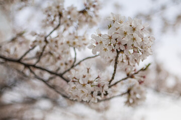 都会の川沿いの遊歩道に咲くソメイヨシノの桜　風景　背景