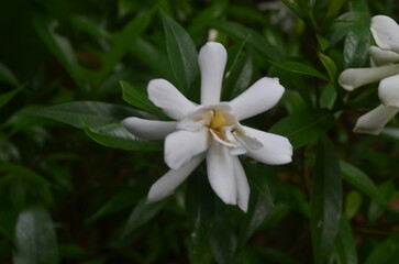 Naklejka premium White flower in the Elizabethan Gardens, North Carolina