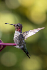 Fototapeta na wymiar Hummingbird in Port Hueneme California United States