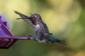 Young hummingbird spreading his wings in Ventura California United States