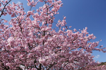 早春の南伊豆　青野川の河津桜
