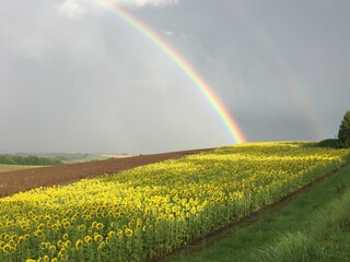rainbow over field
