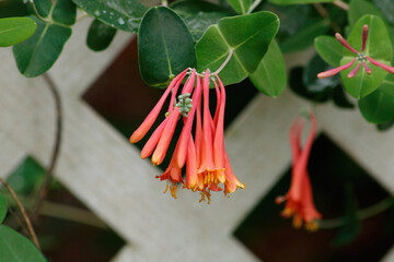Coral honeysuckle