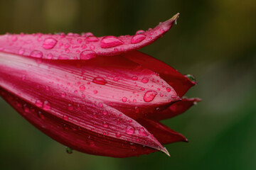 pink flower with water drops