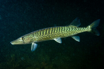 Chain Pickerel  underwater in the St. Lawrence River in Canada