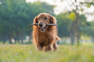 The golden retriever ran on the grass with a branch in its mouth