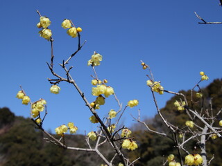 青空に映える黄色い梅の花