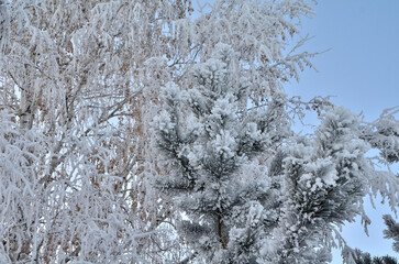 Trees covered with hoarfrost in the first rays of the sun