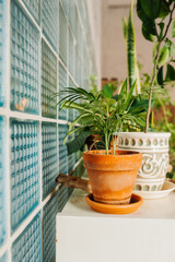 greenhouse plants in stylish clay pot in room. landscaping of the territory of house. unpretentious plant. vertical content, selective focus