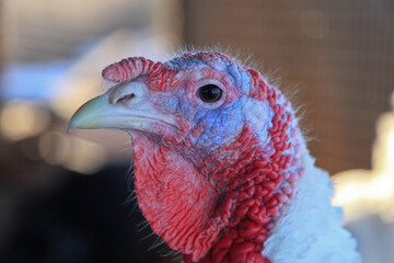 Breeding turkeys on a farm. Group white turkeys, close up. White turkeys are fed in the barnyard.