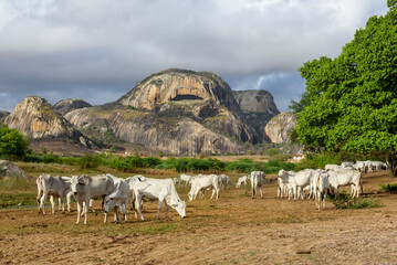 Obraz premium Livestock. Nellore cattle in the backlands of Paraiba, northeast region of Brazil.