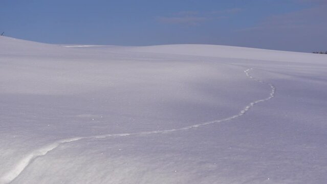 Footage of small animal tracks on a snow hill, Biei, Hokkaido, Japan