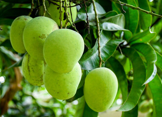 Fresh raw mangoes on a mango tree