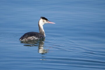 きれいな模様の水面をのんびり泳ぐカンムリカイツブリ