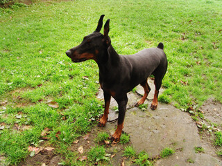Purebred doberman. A focused dog stands on alert with its ears pricked up.