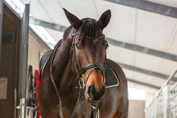 Portrait of a saddled horse standing in a stable aisle