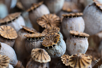 Natural texture dried poppy seed pods macro closeup background