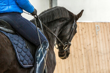 Focus on the head of a black dressage warmblood horse during training in a riding hall