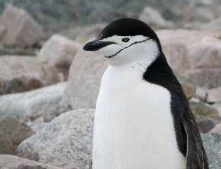 Obraz premium Chinstrap Penguin in Neko Harbor, Antarctica