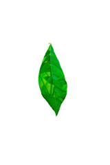 The licorice leaves were placed on a white background.