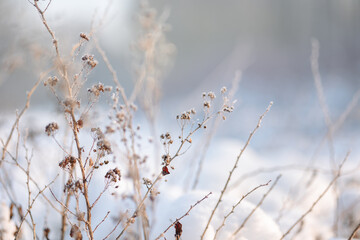 Dry spikelets of grass with ice crystals with ice crystals on natural blurry background. Natural landscape in winter. Fog with tender bokeh. Close-up, copy space.