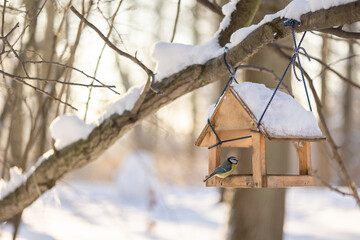 Hungry birds eat food from hanging feeder on sunny winter day in park. Bright yellow tits Parus major and other birds on tree branches outdoors. Selective focus.