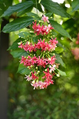 Combretum indicum flower, also known as the Rangoon creeper, is a vine with red flower clusters 