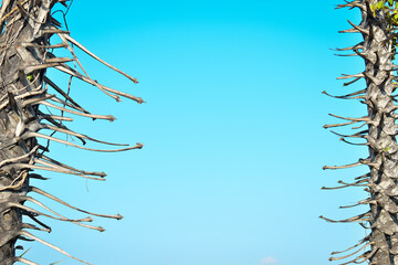 Two vertical palm trees form the image with the old leaf bases in the left and right corner, the blank blue sky in the back of center.