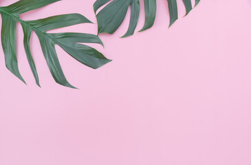 Monstera leaves is placed on a pink backdrop with part of the leaf layout and copy space.