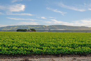 Fototapeta na wymiar Agricultural field at sunset. Celery growing in a field, Santa Barbara County, CA
