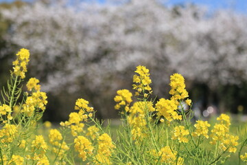 field of dandelions