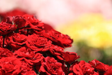 red roses background