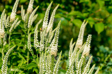 Blooming meadow of the summer steppe.