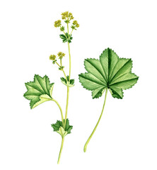 watercolor drawing plant of lady's mantle, Alchemilla vulgaris isolated at white background , hand drawn botanical illustration