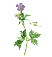 watercolor drawing plant of meadow crane's-bill isolated at white background , hand drawn botanical illustration