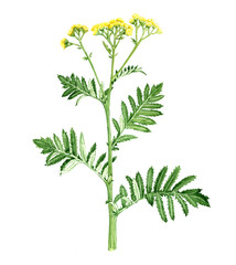 watercolor drawing plant of tansy , Tanacetum vulgare isolated at white background , hand drawn botanical illustration