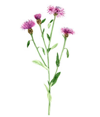 watercolor drawing plant of brown knapweed, Centaurea jacea isolated at white background , hand drawn botanical illustration