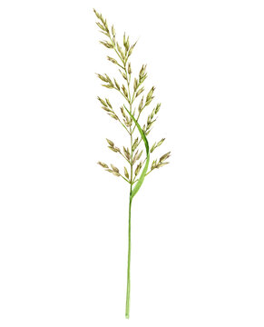 watercolor drawing plant of bulbous oat grass, Arrhenatherum elatius isolated at white background , hand drawn botanical illustration