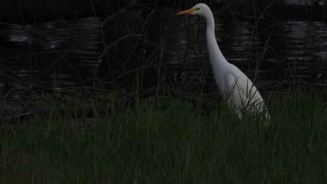 Great white egret sitting on a tree branch and flies away