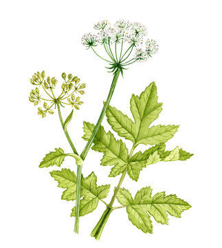 watercolor drawing plant hogweed, Heracleum sphondylium isolated at white background , hand drawn botanical illustration