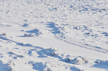 Snow and ice in winter. Natural texture. Light and shadows on a sunny day on the river. Winding dog tracks. Traces of people and animals in the snow.
