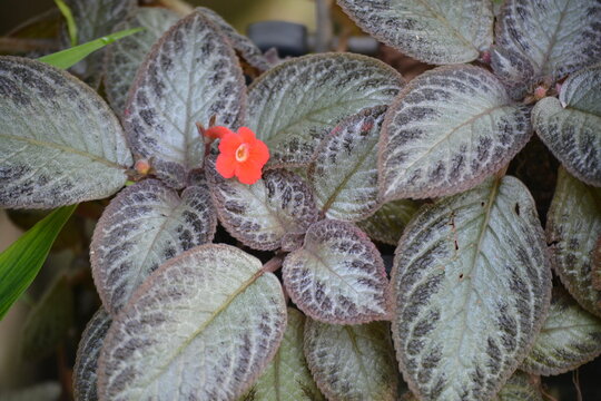 Episcia cupreata is a species of perennial plant in the family Gesneriaceae and  Its common name is flame violet