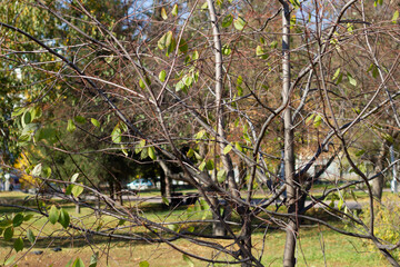 leopard in the woods