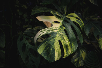 Green leaves of Monstera plant growing in wild, the tropical forest plant, Abstract tropical leaf...