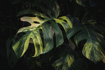 Green leaves in dark tones on a black background.Tropical green leaves Ideas for websites, banner and wallpaper. © NENGKUNG