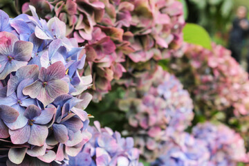 purple hydrangea flowers