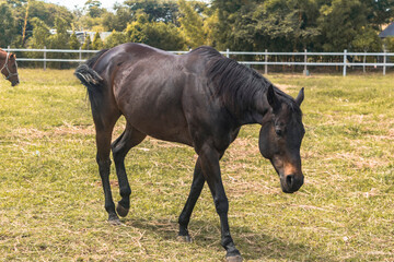 caballo