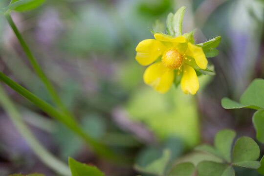 ヘビイチゴ Potentilla Hebiichigo Yonek をクローズアップ バラ科キジムシロ属 Stock Photo Adobe Stock