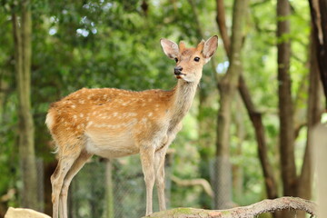 奈良公園の若いオス鹿
