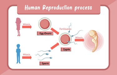 Human Reproduction process infographic